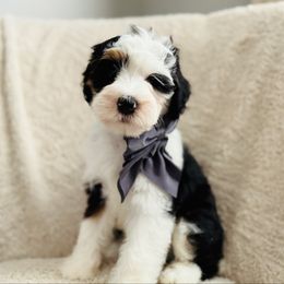Ziti- Purple Collar - Tri-color female Bernedoodle puppy in Katy, Texas from Bluebonnet Bernedoodles of Southeast Texas