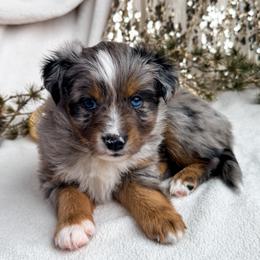 Cypress - Blue merle male Miniature American Shepherd puppy in Idaho Falls, Idaho from Sugartop Minis