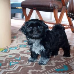 Readdy - Black and white male Shih Tzu puppy in Grand Prairie, Texas from R&R Shih-Tzus & Stud Services