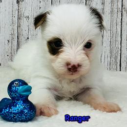 Ranger - Chocolate, tan and white male Yorkshire Terrier puppy in Mankato, Minnesota from Tiny and Treasured