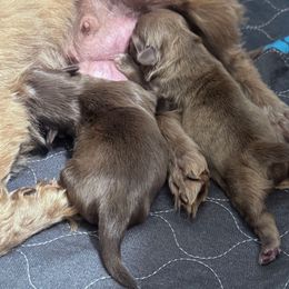 Gregg - Liver and white male Shih Tzu puppy in Toccoa, Georgia from Shorkie & Shih Tzu Haven