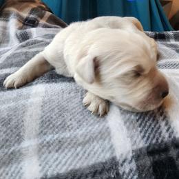 Blue - Golden male Golden Retriever puppy in Lucasville, Ohio from Halo Kennels