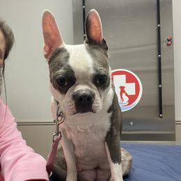 Ms Astor - Boston Terrier
