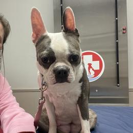 Ms Astor - Boston Terrier