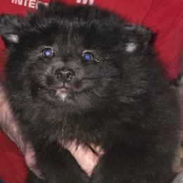 Black male 1 - Black male Pomeranian puppy in Hazleton, Indiana from Hyneman's Haven Poms