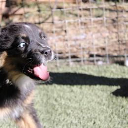 Leroy - Black tri-color male Australian Shepherd puppy in Sonoita, Arizona from Gardner Canyon Kennels