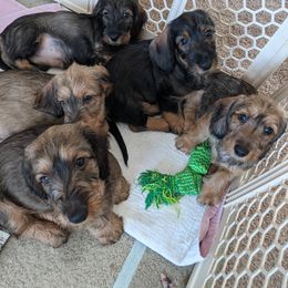 Dachshund Puppies from Riverwood Dachshunds