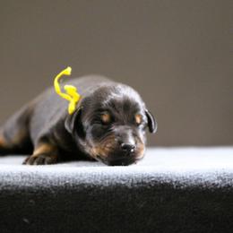 Deep Impact - Black and rust male Doberman Pinscher puppy in Commerce, Texas from Elitehaus