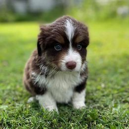 Miniature American Shepherds and Pembroke Welsh Corgis from Hadley's Hugs