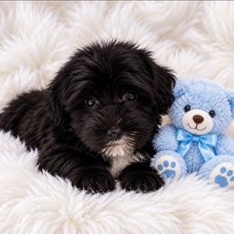 Macon - Black male Yorkipoo puppy in Lebanon, Kentucky from Mosaic Merle Doodles