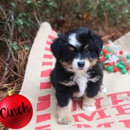 Cinch- BTM - Black tri male Miniature American Shepherd puppy in Nacogdoches, Texas from TK Standard, Mini, & Toy Aussies