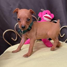 Raphael - Stag red male Miniature Pinscher puppy in Lancaster, Missouri from White Stone Ranch