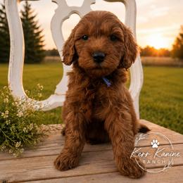 Washington - Red  male Goldendoodle puppy in Ashton, Idaho from Kerr Kanine Ranch
