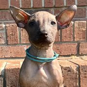 Bone of my Bone - Red Xoloitzcuintli puppy in Ethridge, Tennessee from Royalty Reigns Xolos