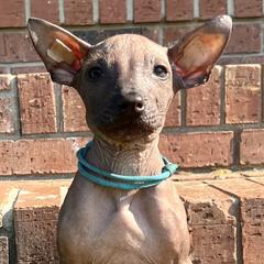 Bone of my Bone - Red Xoloitzcuintli puppy in Ethridge, Tennessee from Royalty Reigns Xolos