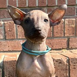 Bone of my Bone - Red Xoloitzcuintli puppy in Ethridge, Tennessee from Royalty Reigns Xolos