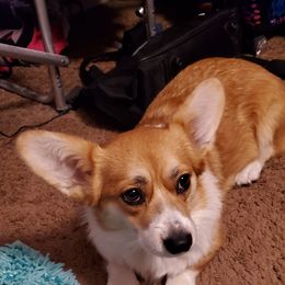 Maui - Pembroke Welsh Corgi