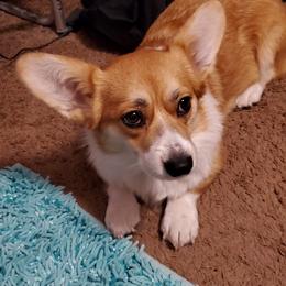 Maui - Pembroke Welsh Corgi