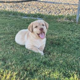 Purple - Yellow female Labrador Retriever puppy in Big River, California from Cozy Acres Farm Labradors