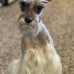 Miniature Schnauzers from J’s Minis