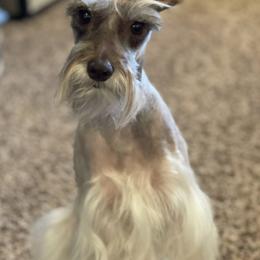 Miniature Schnauzers from J’s Minis
