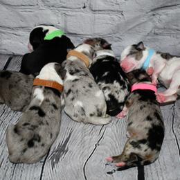 Miniature Australian Shepherd Puppies from B my Sunshines Mini Aussies