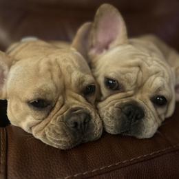 French Bulldog puppies from Kayser Farm