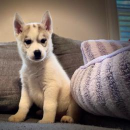 Nova - Gray and white male Siberian Husky puppy in Pleasantdale, West Virginia from WJKennels