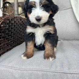Charlie - Tri-color male Bernedoodle puppy in Holtwood, Pennsylvania from Country Ridge Puppies