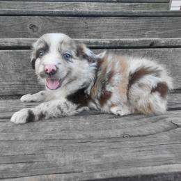 Woody - Red merle male Australian Shepherd puppy in Alvin, Texas from Gulf Coast Aussies