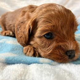 Bacon - Red male Cavapoo puppy in Adrian, Oregon from ApplebyFarm
