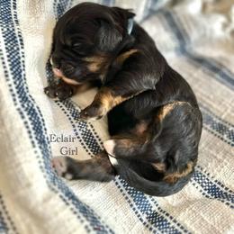Eclair - Black female Bernedoodle puppy in Waco, Texas from Blessings Pups Doodles