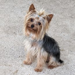 Yorkshire Terriers from Joe Sil's Yorkshire Terriers
