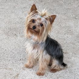 Yorkshire Terriers from Joe Sil's Yorkshire Terriers