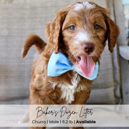 Churro - Red  male Goldendoodle puppy in Comanche, Texas from Central Texas Doodles, LLC.