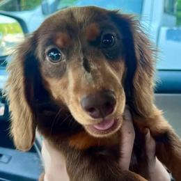 Cody - Dachshund