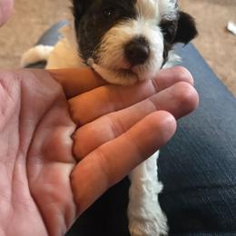 Girl 1 - Chocolate female Havanese puppy in Columbus, Ohio from Havanese Puppies Columbus