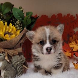 Trey - male Pembroke Welsh Corgi puppy in Sparta, Tennessee from Poso Creek Corgis