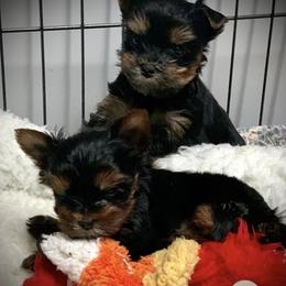 Yorkshire Terriers from Western Wishes Yorkies