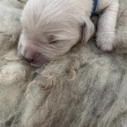 Blue - Light golden male Golden Retriever puppy in Williamsport, Maryland from Feather Fletched English Goldens