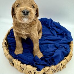 Cavapoo, Goldendoodle, and Poodle Puppies from New Moon Farm Canines