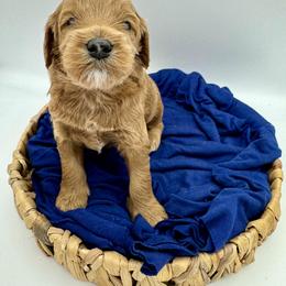 Cavapoo, Goldendoodle, and Poodle Puppies from New Moon Farm Canines