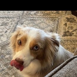 Miniature Australian Shepherd puppies from Southern Indiana Mini Aussies