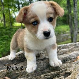 Pembroke Welsh Corgi puppies from Tuff Country Farm