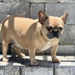 KO - French Bulldog