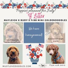 Goldendoodle puppies from Must Love Doodles