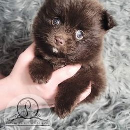 Pomeranian Puppies from Picture Perfect Pomeranians