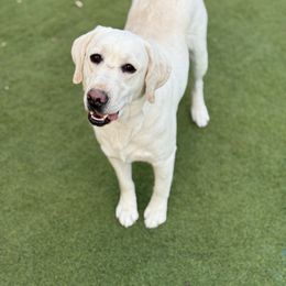 Kassidy - Labrador Retriever