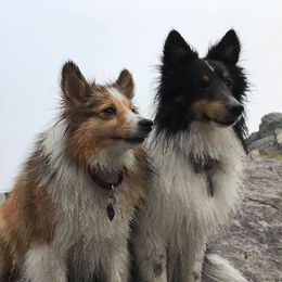 Bichon Frises, Russell Terriers, and Shetland Sheepdogs from Mountain Ash Farms