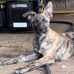 Trauma - Sable German Shepherd puppy in Alabama from Knott's Shepherds